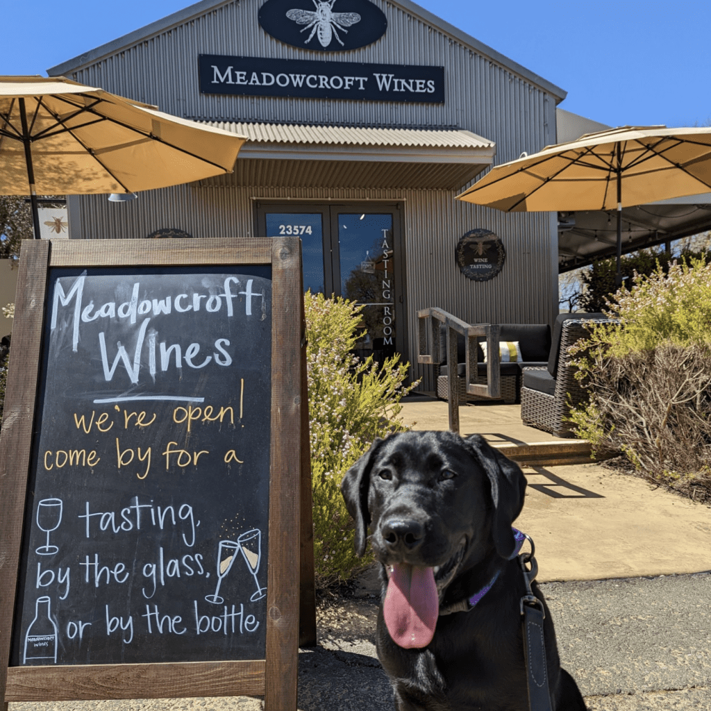 black dog sitting in front of winery sign